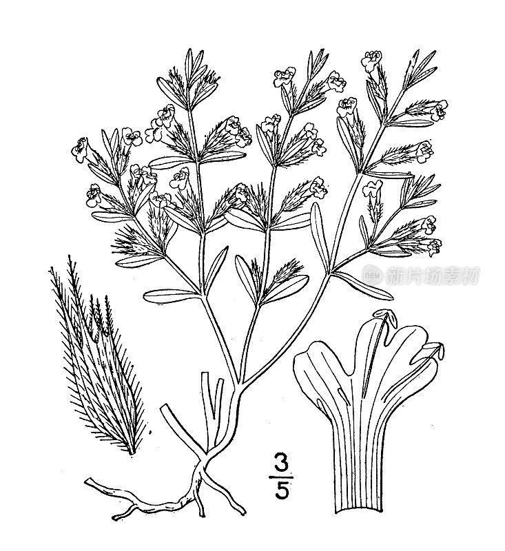 古植物学植物插图:hedeoma Drummondii, Drummond's pennyroyal